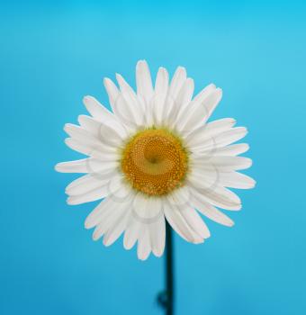 chamomile flower on blue background