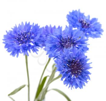Blue cornflower. Flower bouquet isolated on white.