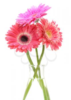 Gerbera flower bouquet isolated on white.