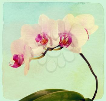 Orchid flower. Vintage retro style. Paper textured.