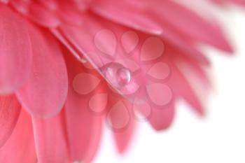 Flower with water drop. Soft focus. Made with macro-lens.