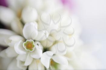 Soft focus flower background with copy space. Made with lens-baby and macro-lens.