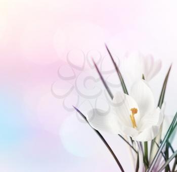 Spring flowers on blur soft background.