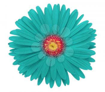 turquoise gerbera flower