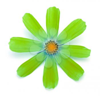 green daisy flower on white