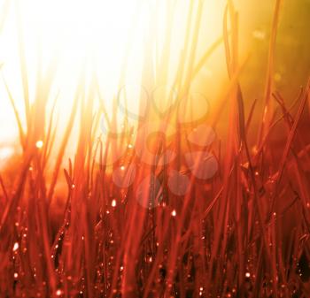 Abstract nature background. Autumn red grass with water drops. Soft focus.