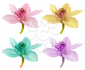 Color set of orchid isolated on white background