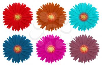 Color set of gerbera flower. Isolated