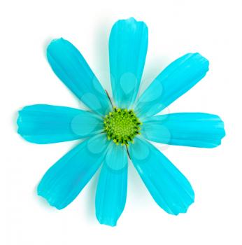 blue daisy flower on white