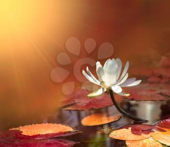 water lily on red pond  background