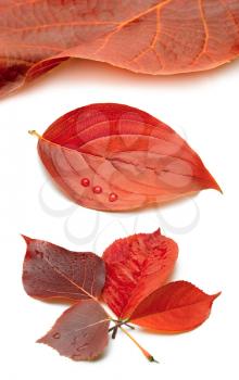 set red autumn leaf