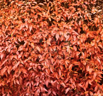 red autumn leaf background 