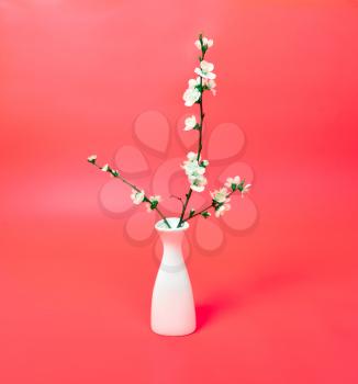 blossoming cherry twig in vase on red