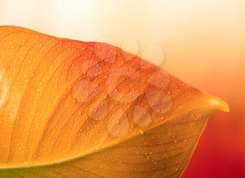 red autumn leaf with water drops
