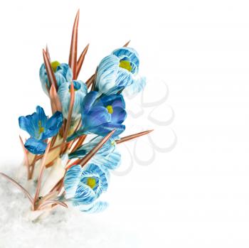 spring crocus flower in snow isolated