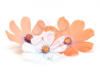 orange daisy flower on white