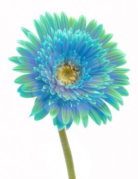 blue gerbera flower isolated