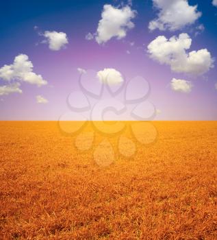wheat field  and sky landscape