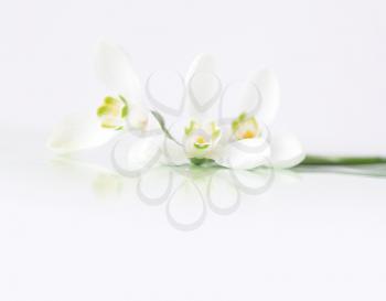 Spring snowdrop flower on white. 
