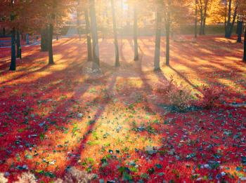 Sunlight autumn park. Leaf fall.