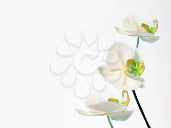 orchid bouquet on white background