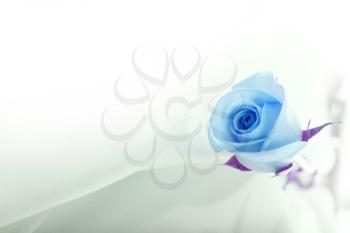 Blue rose on silk. Wedding card.