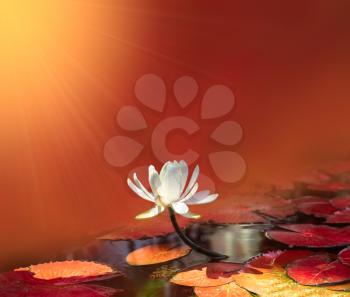 water lily on red pond  background