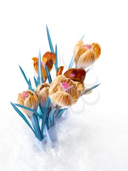 spring color crocus flower bouquet isolation on white