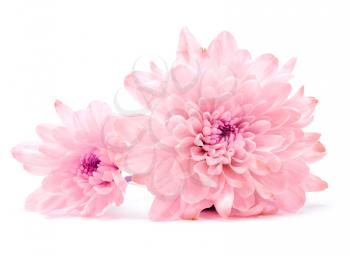 pink chrysanthemum flower on white