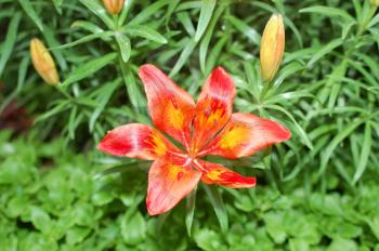 orange lily's plant background