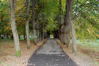  Beautiful avenue in park. An autumn landscape.

