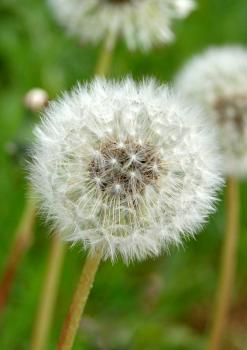 White dandelions on a green background