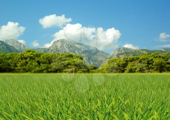 Royalty Free Photo of Green Grass and Mountains