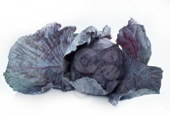 Fresh red cabbage vegetable on white background 