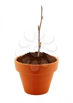 small branch with buds in clay pot isolated on white background.