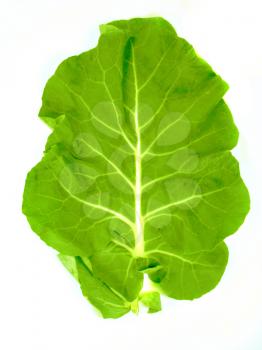 Leaf of  a broccoli on a white background 