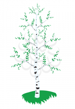 Royalty Free Clipart Image of a Birch Tree