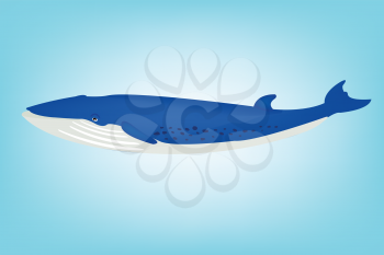 Royalty Free Clipart Image of a Whale