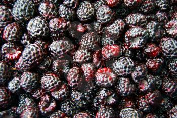 Fresh blackberry on white background.Much berries of blackberry