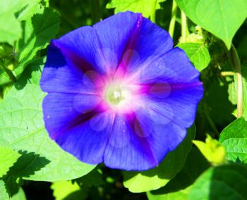 Very beautiful decorative flower of the blue colour