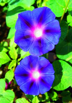 flower of geranium.Beautiful flower of the blue colour