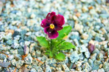Solitary flower pansy amongst stone.Much beautiful flowers