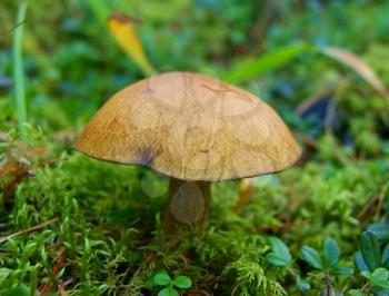 Edible mushroom Slippery Jack in wood on moss
