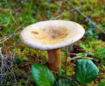 Mushroom Lactarius deliciosus grows in wood amongst moss
