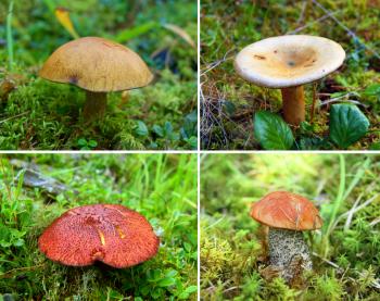Collage from poisonous mushrooms, a toadstools.Edible mushrooms