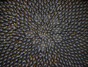 Close up of the seeds in sunflower.