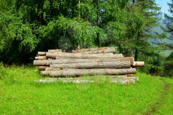 Freshly cut tree logs piled up.Stocking up wood