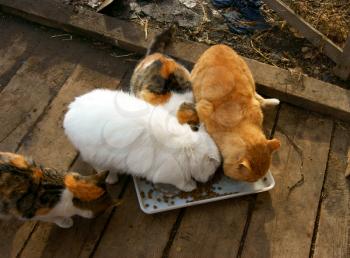 Royalty Free Photo of Cats Eating