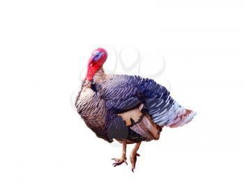 Royalty Free Photo of a Turkey