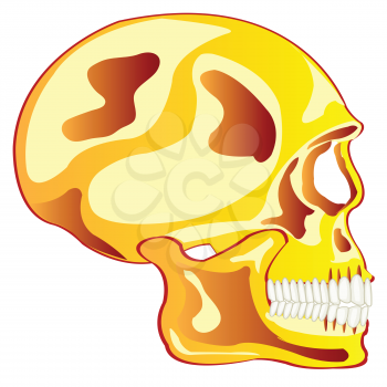 Vector illustration of the skull of the person on white background